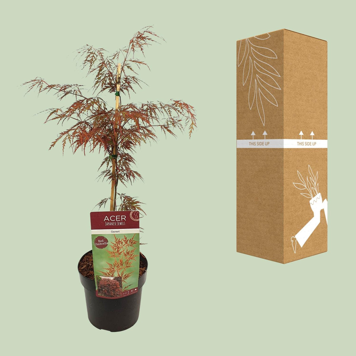 Japanese maple 'Garnet' 55 cm tall, pot ø19 cm