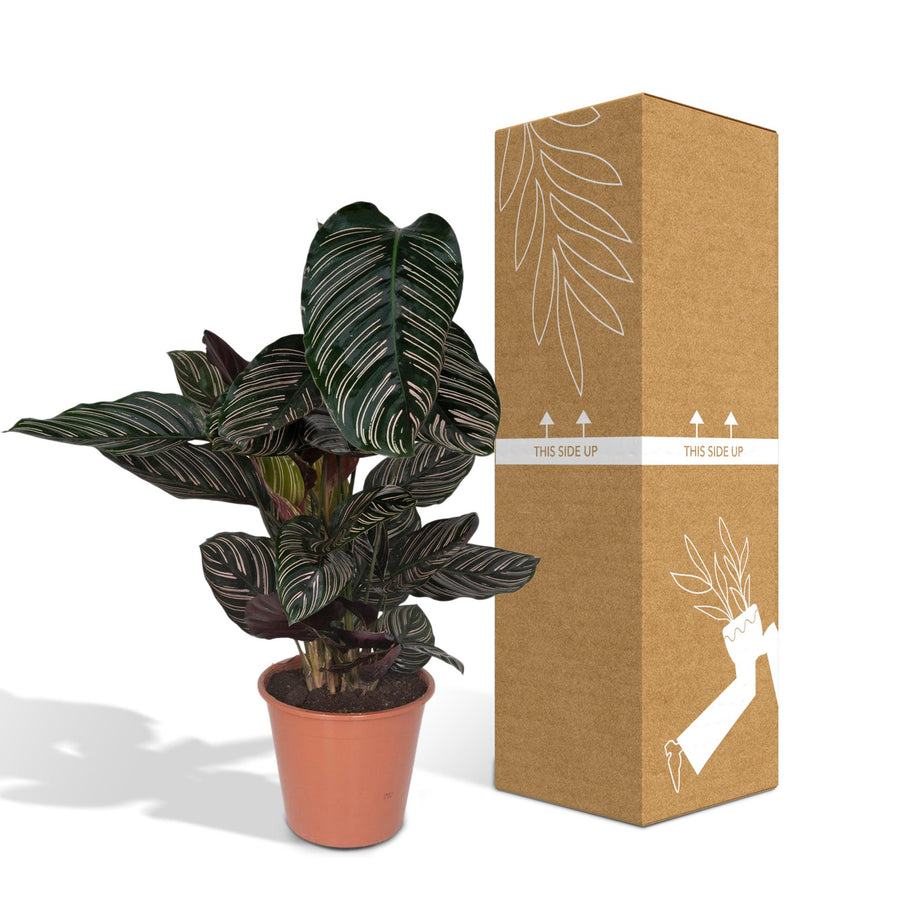 Korbmarante (Calathea ornata) 75 cm hoch, Topf ø19 cm