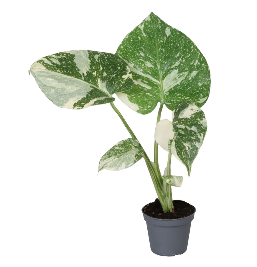 Gatenplant (Monstera deliciosa 'Thai Constellation') 14 cm hoog, pot ø6 cm