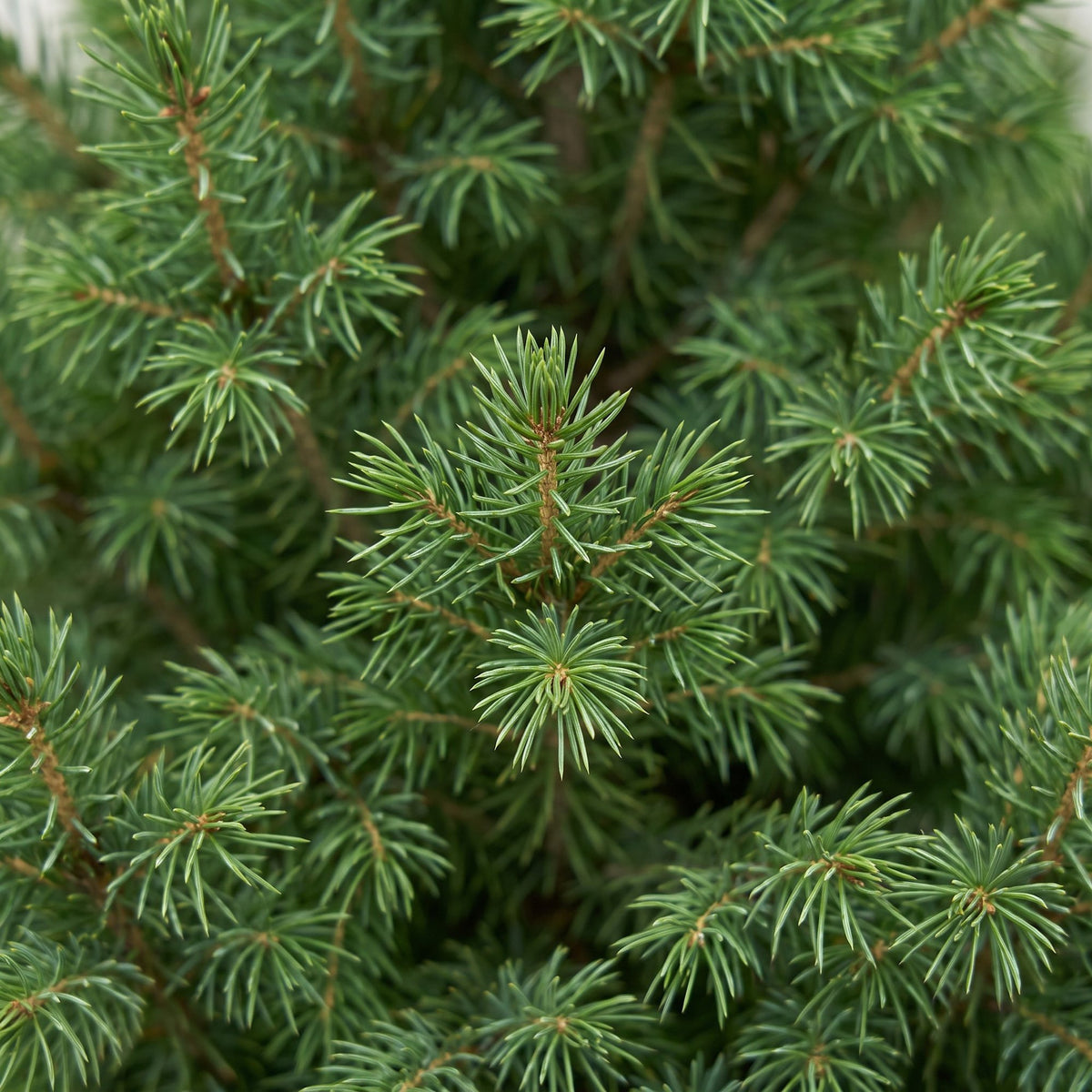 Kegelspar (Picea glauca 'Conica')