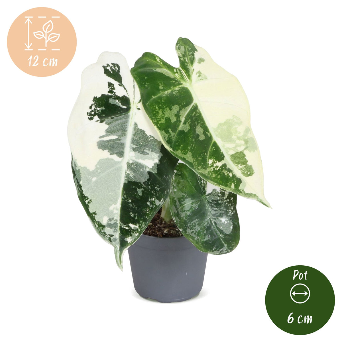 Alocasia micholitziana 'Frydek Variegata'