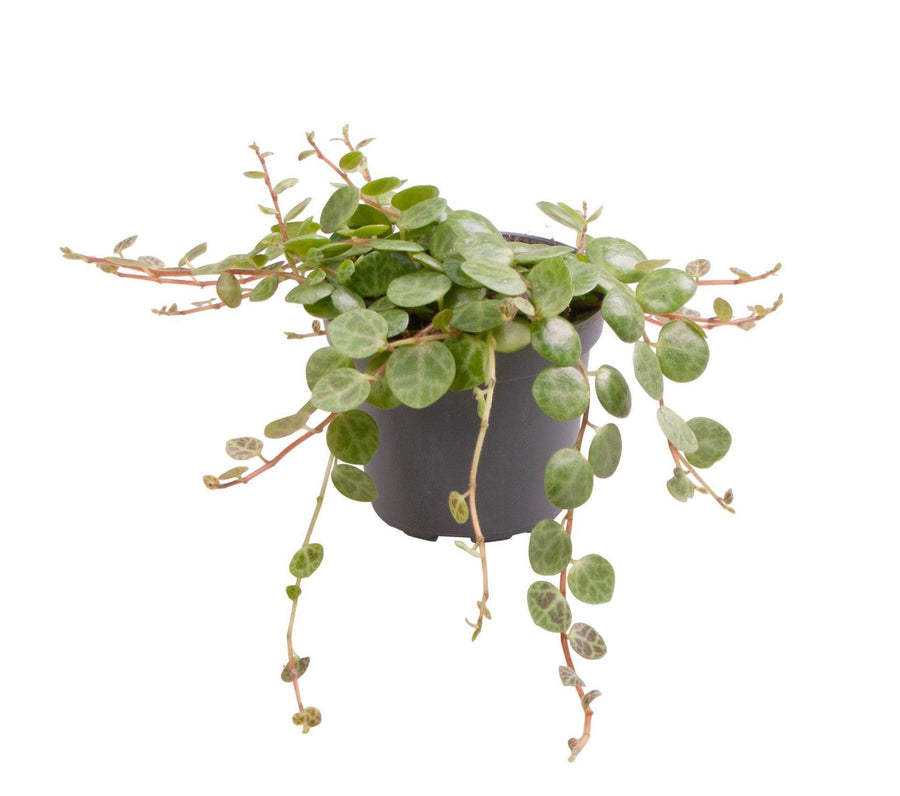 Schildpadpeperomia (Peperomia prostrata) 6 cm hoog, pot ø6 cm