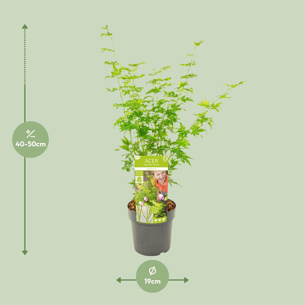 Acero giapponese 'Going Green' alto 50 cm, vaso ø19 cm
