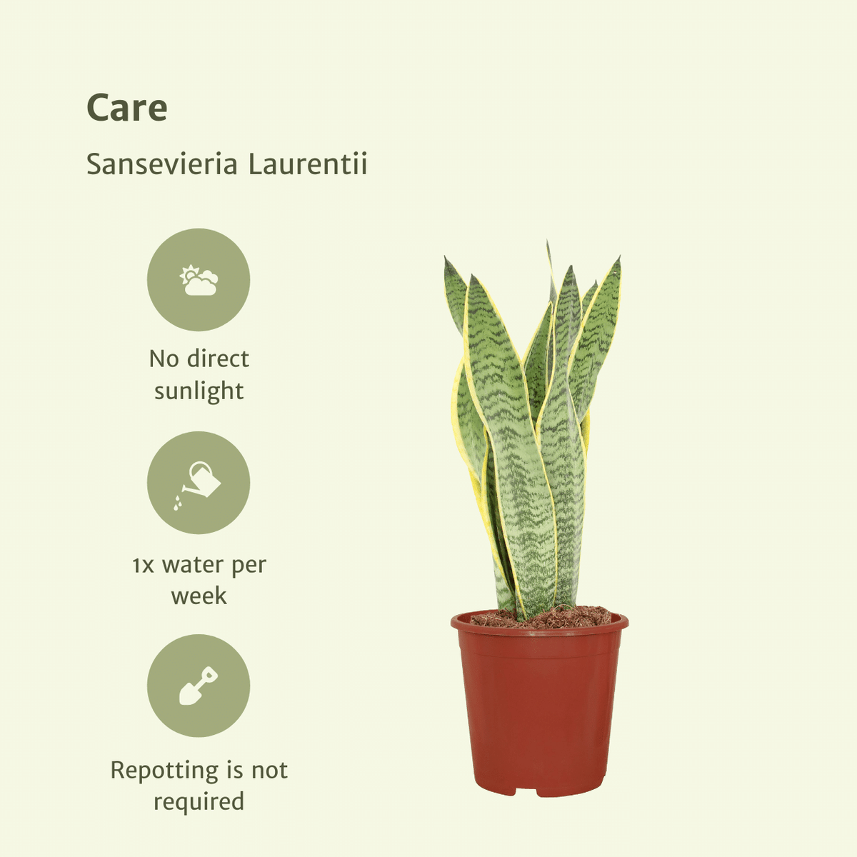 Vrouwentong Sansevieria Laurentii
