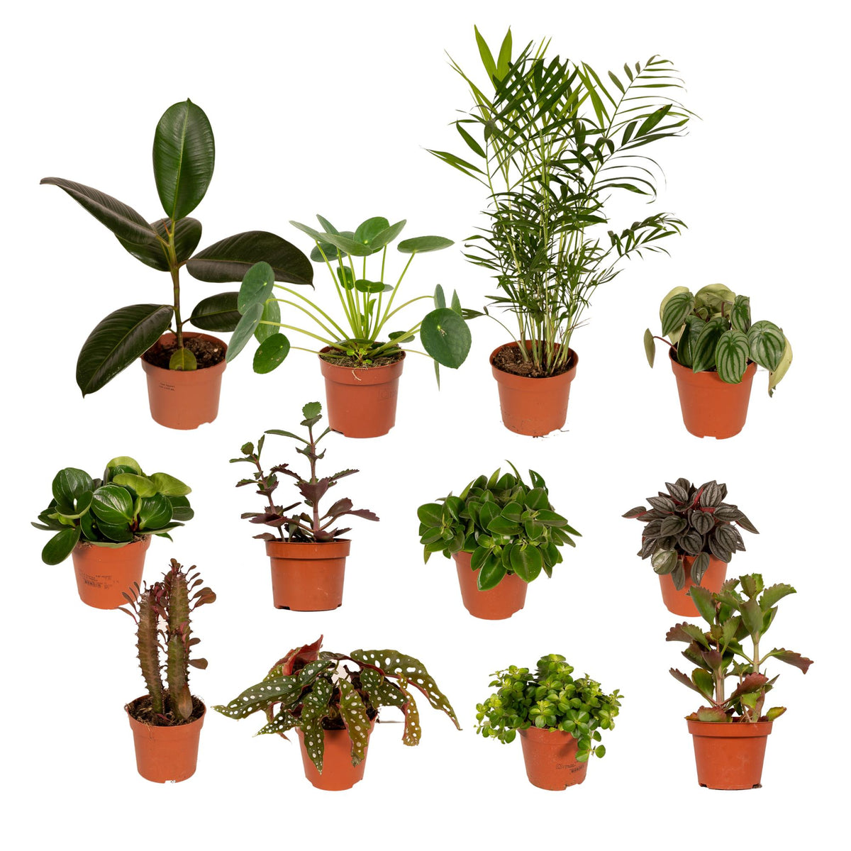 Særlingeboks stueplanter