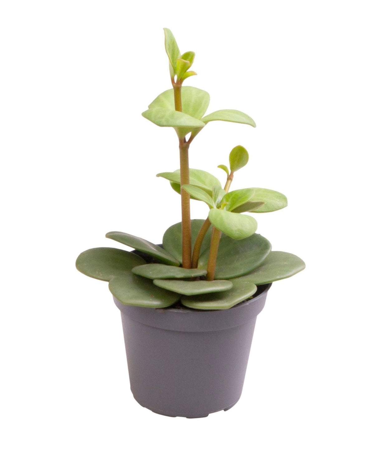 Peperomia 'Hope' 12 cm høj, potte ø6 cm