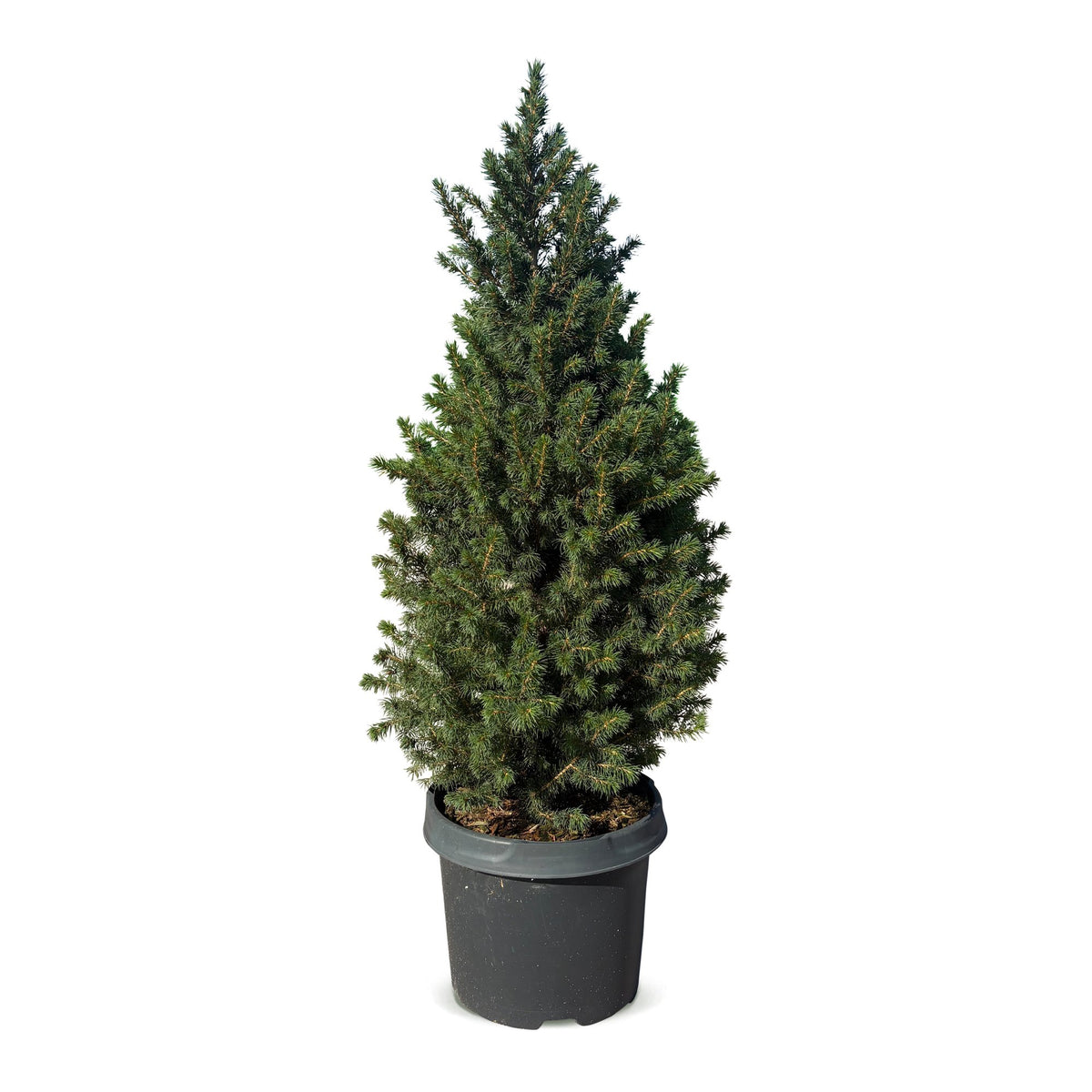Kegelspar (Picea glauca 'Conica')
