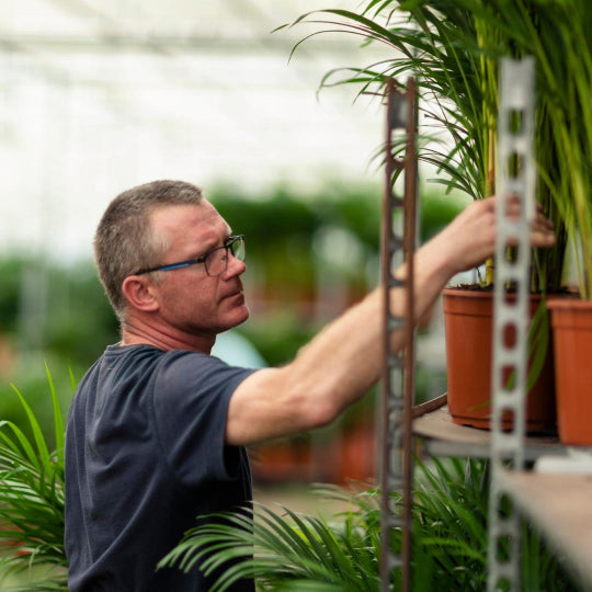 Areca palm met pot - ↨110cm - Ø21cm - XXLplant