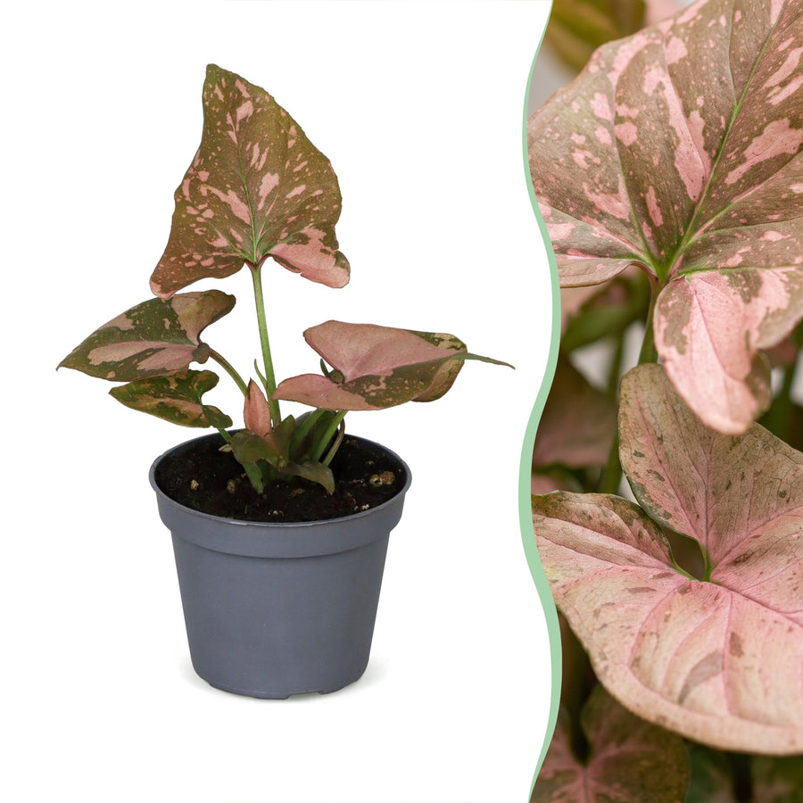 Syngonium podophyllum 'Pink Splash' 10 cm hoog, pot ø6 cm