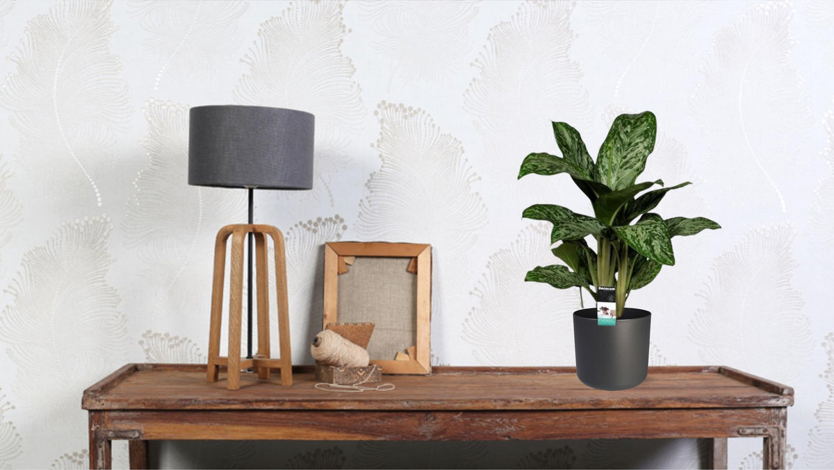 Aglaonema 'Greenlight'