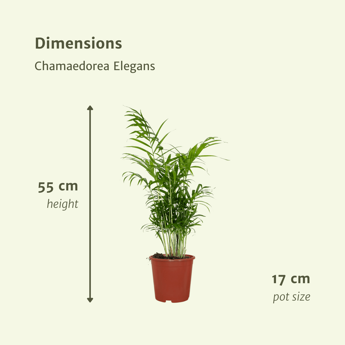 Stuepalme , 2 planter, potte ø17 cm