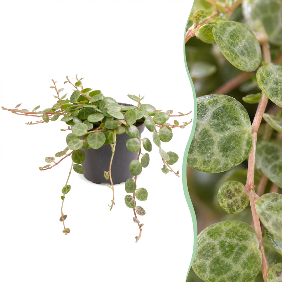 Schildpadpeperomia (Peperomia prostrata) 6 cm hoog, pot ø6 cm