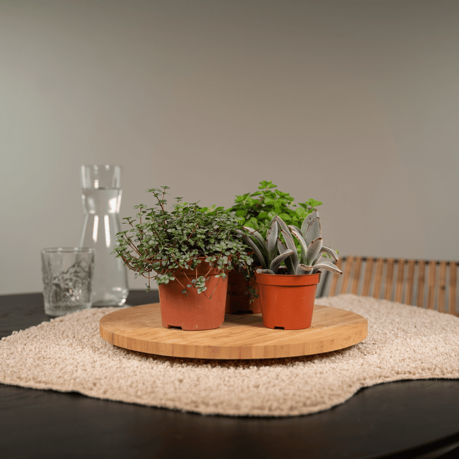 Sukkulentmix 10 cm (9 planter, potte ø8,5 cm)