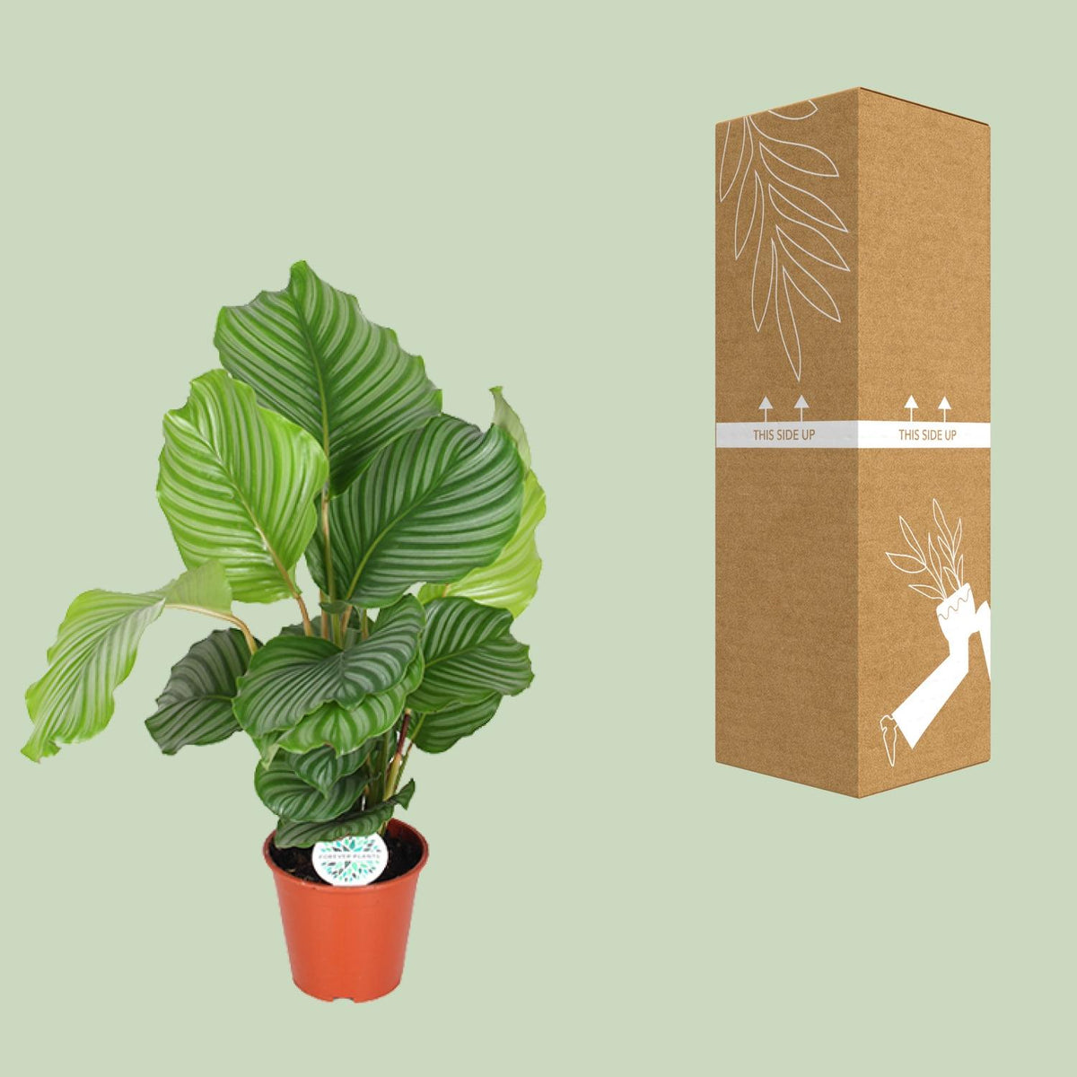 Calathea orbifolia