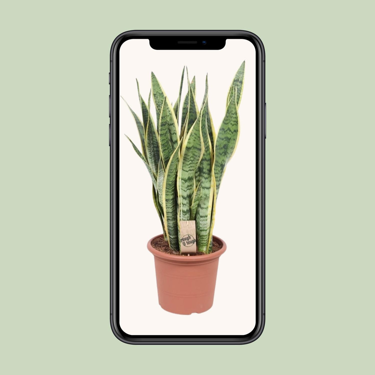 Vrouwentong (Sansevieria trifasciata 'Laurentii')