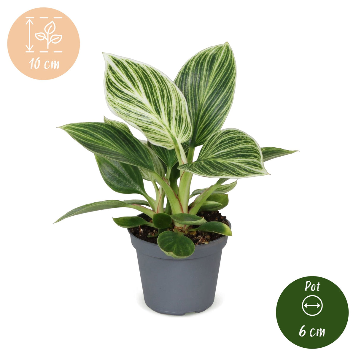Philodendron 'White Measure' 10 cm høj, potte ø6 cm