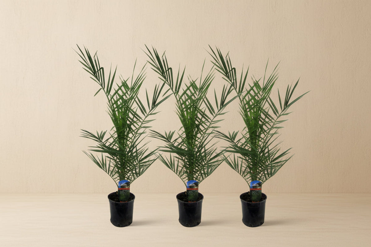 Phoenix canariensis (Dadelpalm) op 80cm — XXLplant