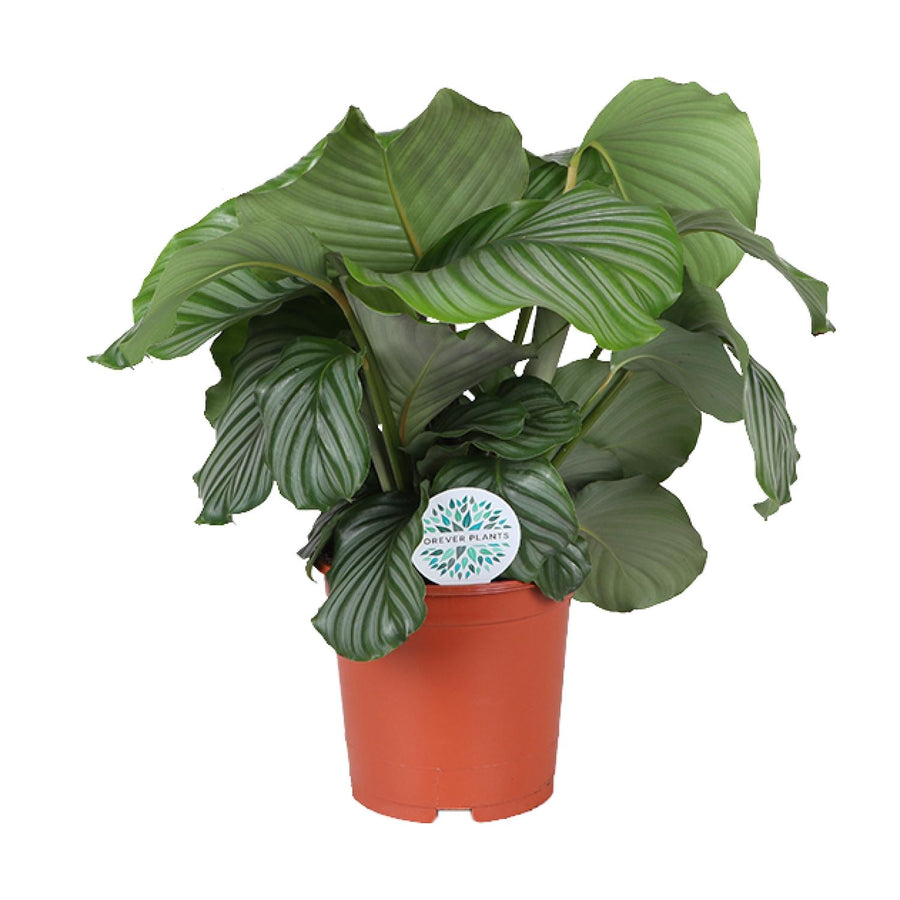 Calathea orbifolia 65 cm hoog, pot ø21 cm
