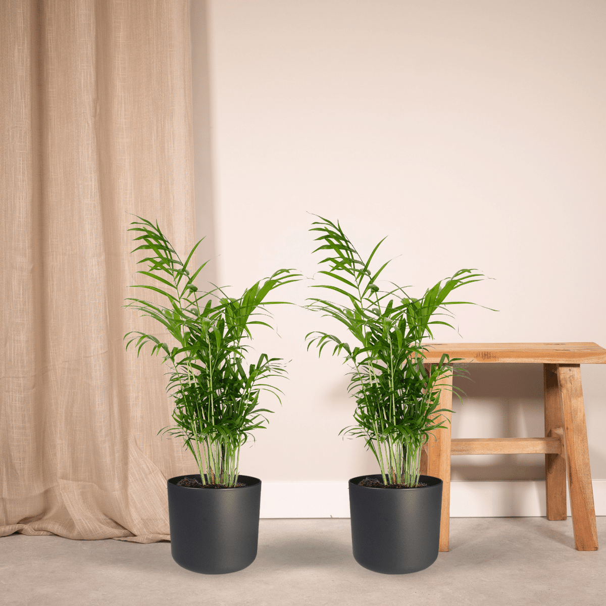 Stuepalme , 2 planter, potte ø17 cm