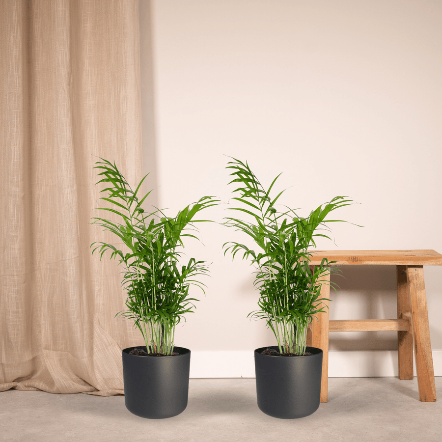 Stuepalme (Chamaedorea elegans), 2 planter, potte ø17 cm