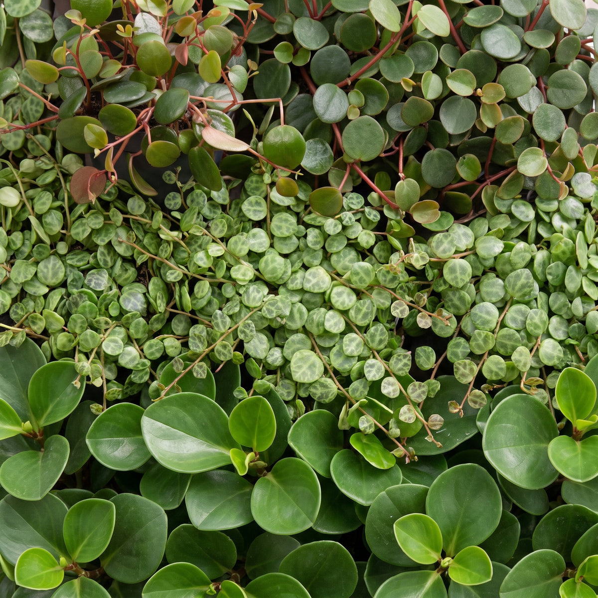 Baby Peperomia-mix