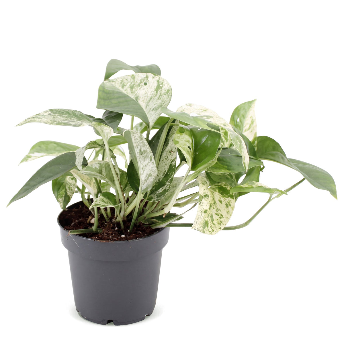 Marmeren scindapsus (Epipremnum 'Marble Variegata')