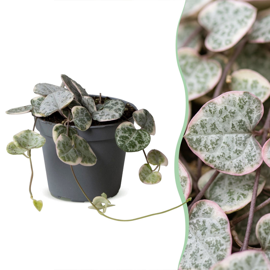 Broget hjerteranke (Ceropegia woodii 'Variegata') 5 cm høj, potte ø6 cm