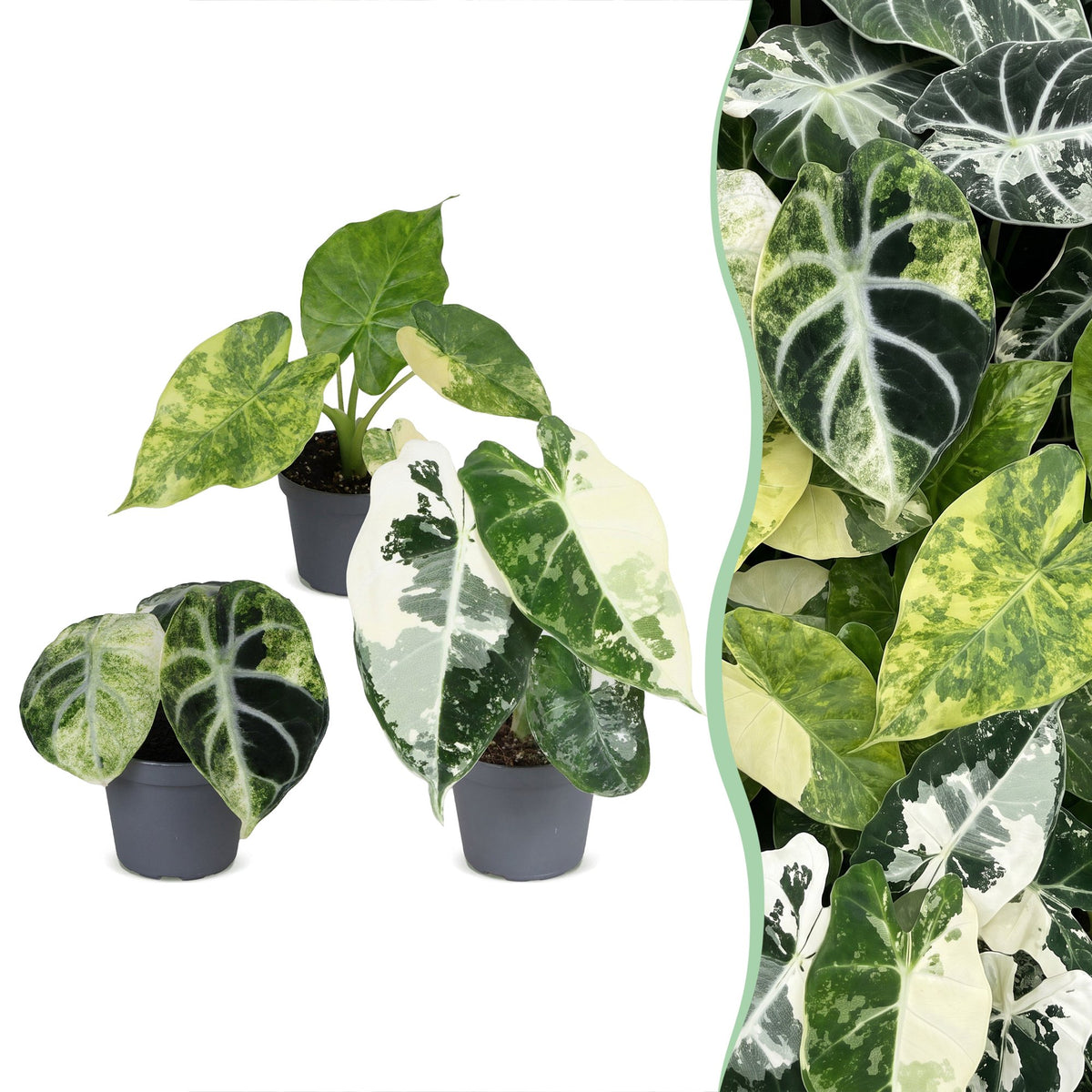 Baby Alocasia Tricolour Variegata
