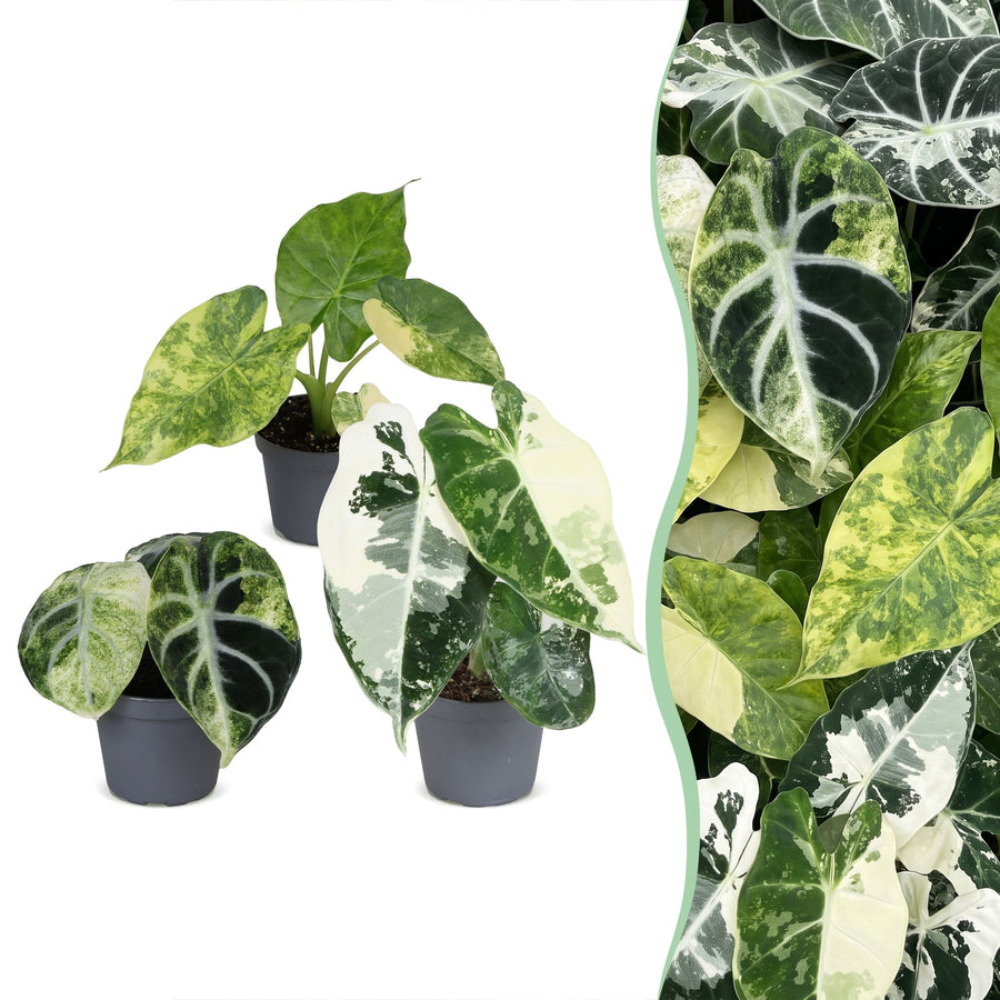 Baby Alocasia Tricolour Variegata (3 planten, pot ø6 cm)