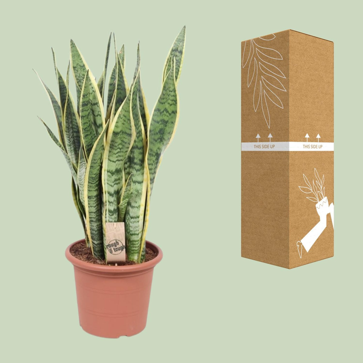 Vrouwentong (Sansevieria trifasciata 'Laurentii')
