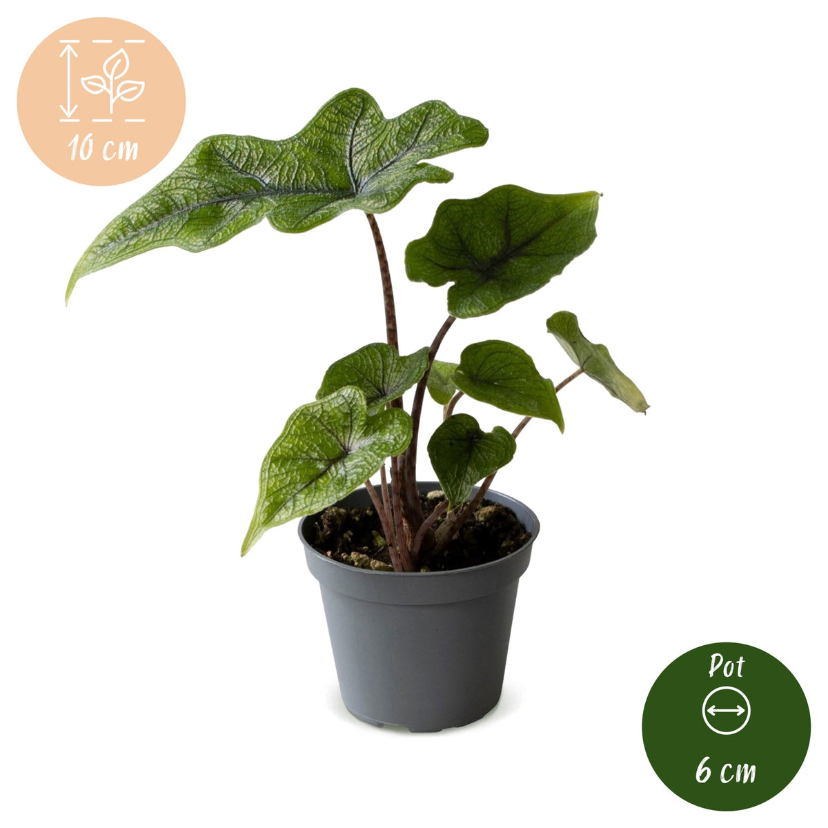 Alocasia 'Jacklyn' 10 cm høj, potte ø6 cm