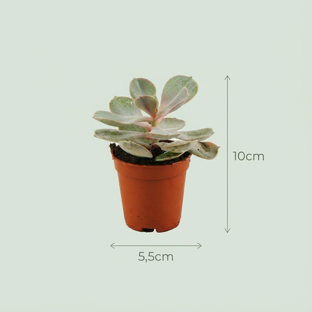 Mini succulenten mix
