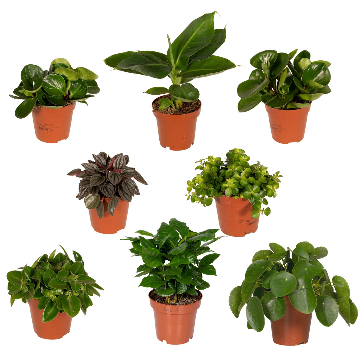Overraskelsesboks med stueplanter