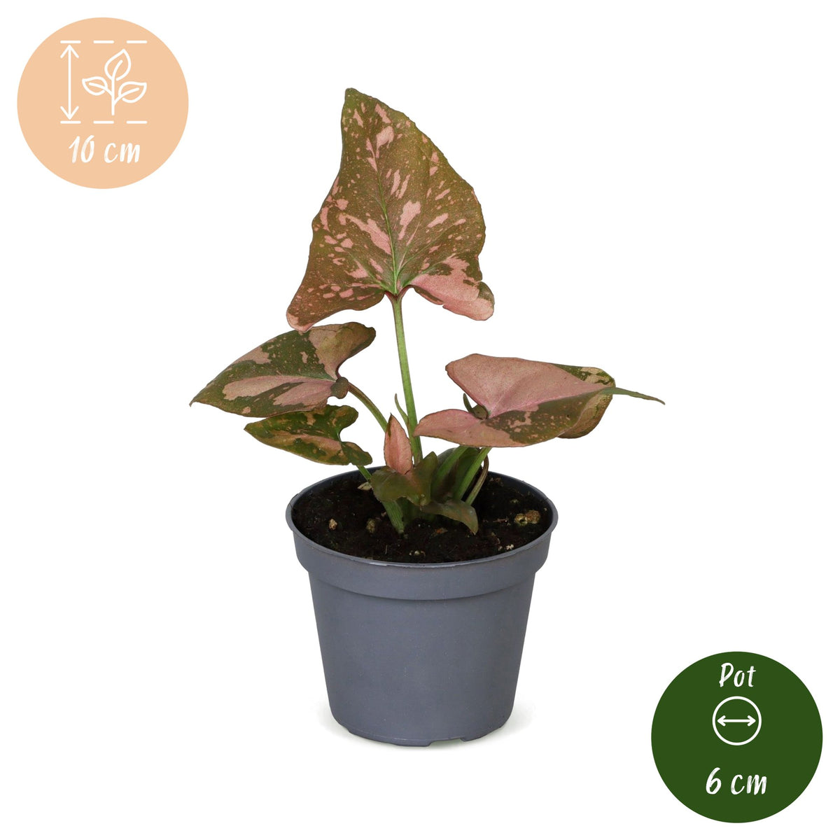 Syngonium podophyllum 'Pink Splash'