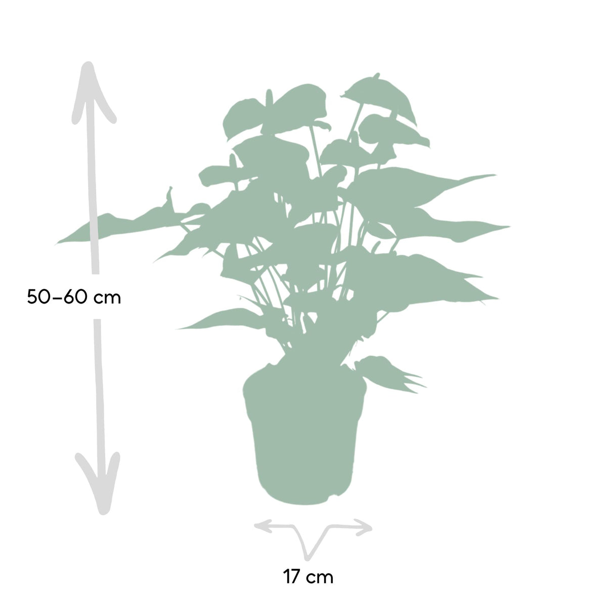 Anthurium rosso 55 cm di altezza, vaso ø17 cm