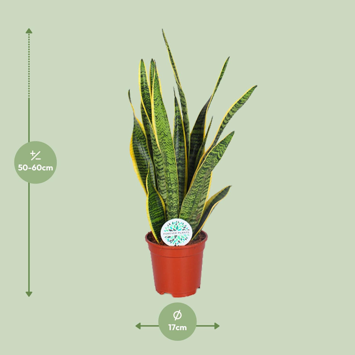Vrouwentong (Sansevieria trifasciata 'Laurentii')