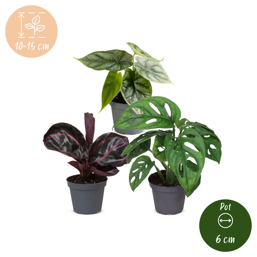 Baby Jungle Mix (3 planten, pot ø6 cm)