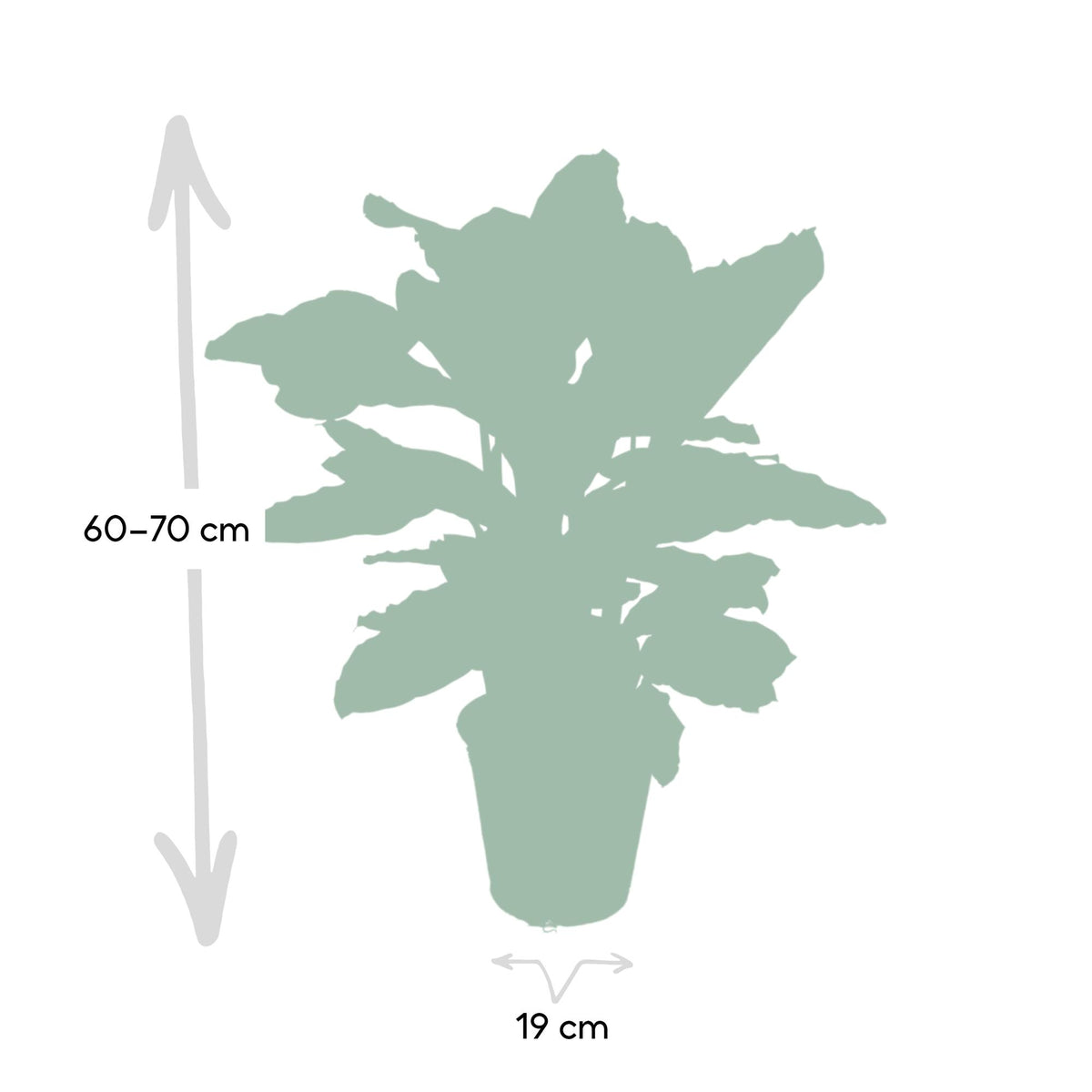 Korbmarante 75 cm hoch, Topf ø19 cm