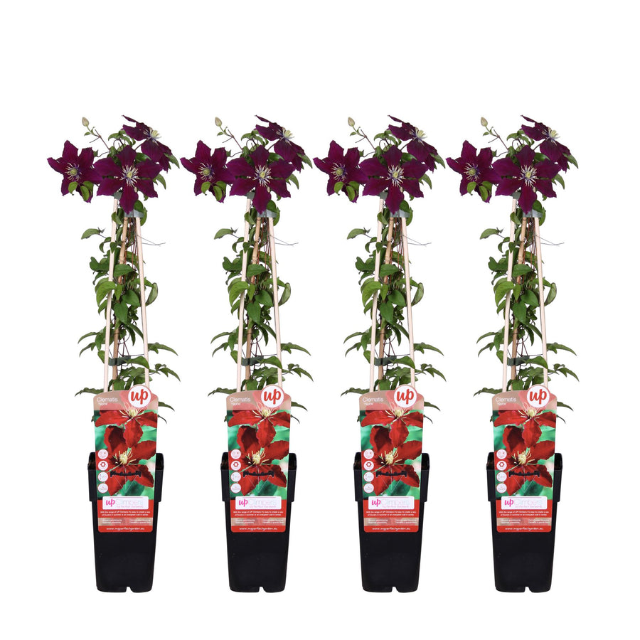Clematide 'Niobe' (Clematis), 4 piante di 65 cm