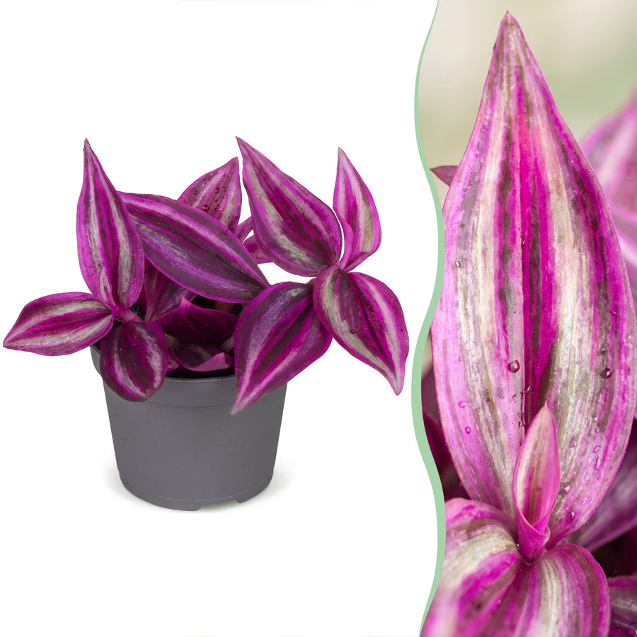 Trekantranke (Tradescantia 'Pink Paradise') 5 cm høj, potte ø6 cm