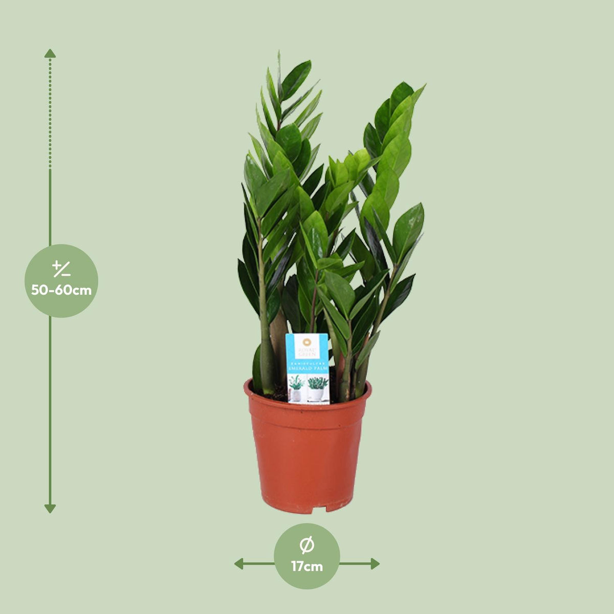 Zamioculcas 60 cm høj, potte ø17 cm