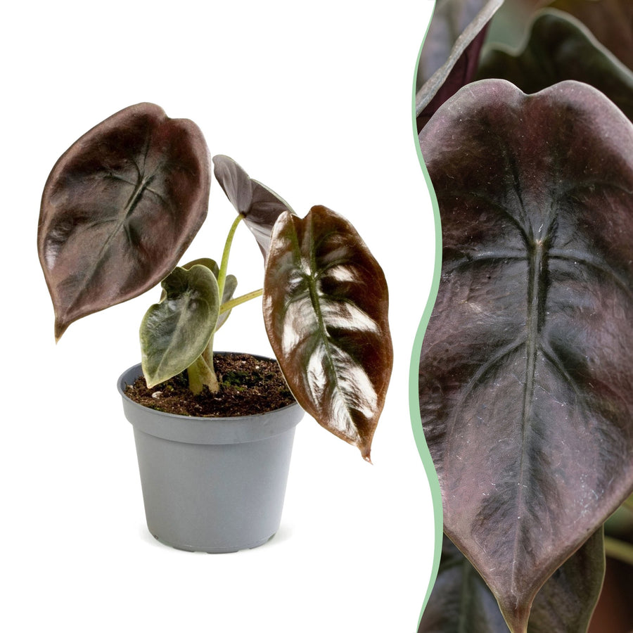 Alocasia cuprea 'Red' 12 cm hoog, pot ø6 cm