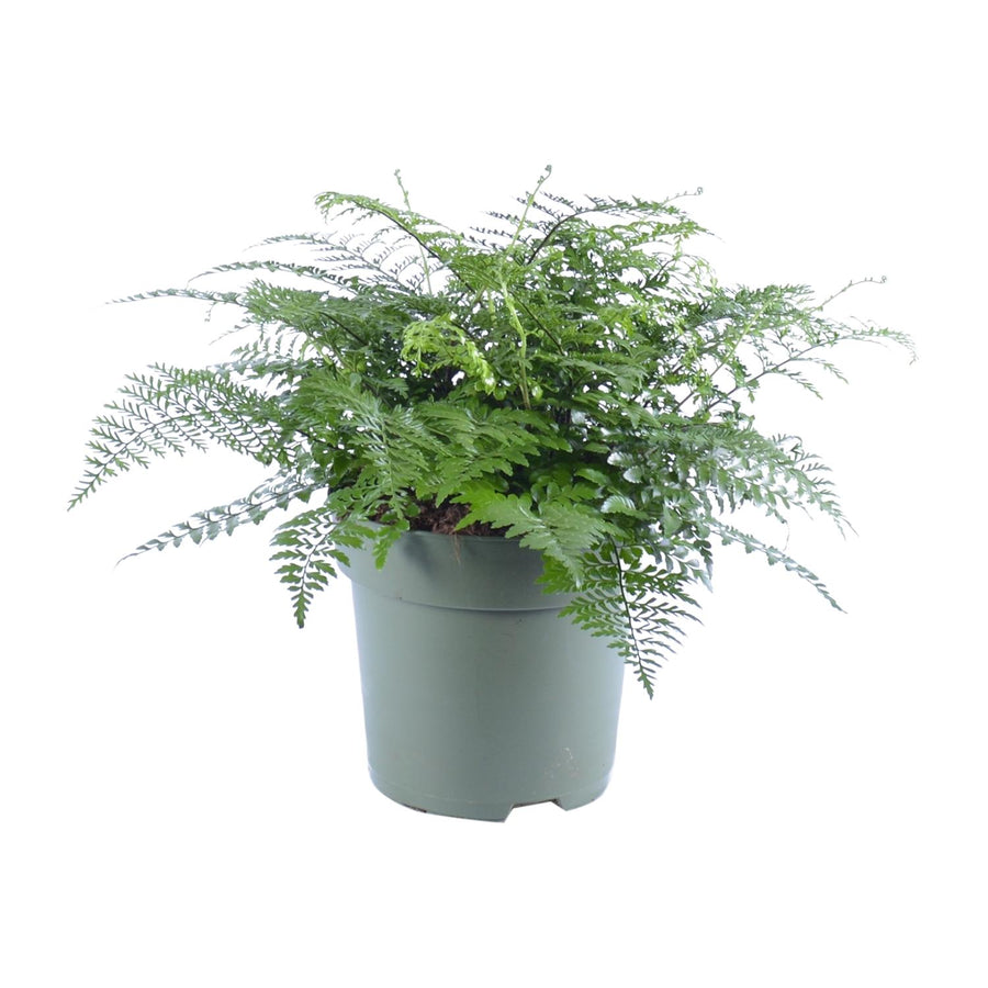 Vogelnestvaren (Asplenium 'Parvati') 50 cm hoog, pot ø27 cm