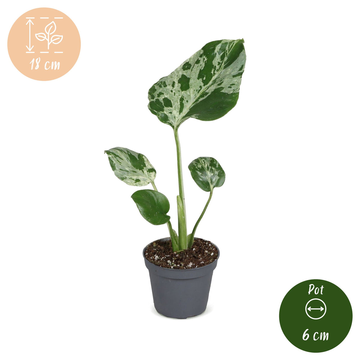 Monstera 18 cm høj, potte ø6 cm