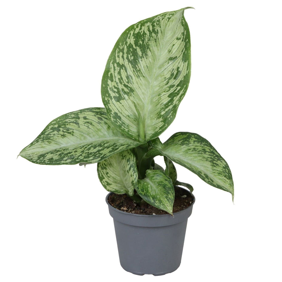 Dieffenbachia 'Snow' 15 cm hoog, pot ø6 cm