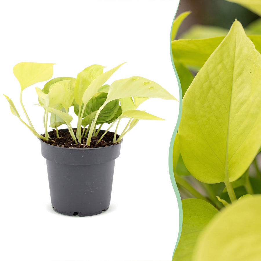 Scindapsus (Epipremnum 'Champs Élysées') 25 cm høj, potte ø12 cm