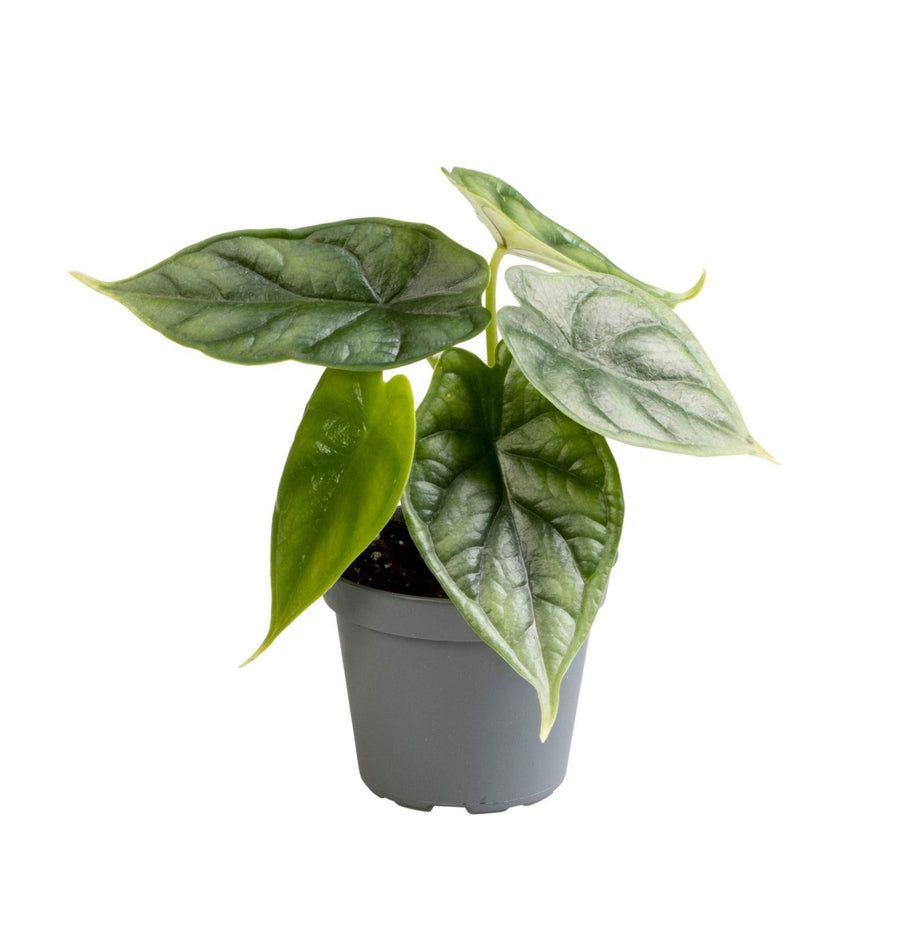 Elefantøre (Alocasia baginda 'Dragon Scale') 12 cm høj, potte ø6 cm
