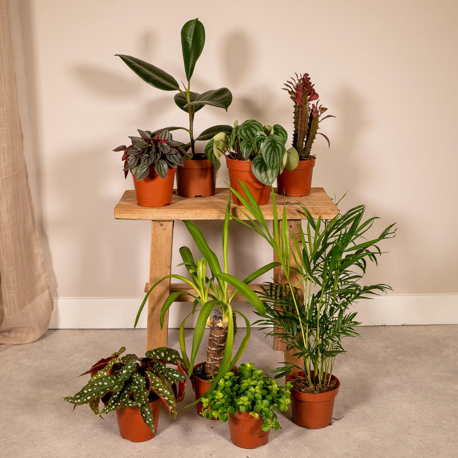 Særlinge-boks (8 planter, potte ø12 cm)
