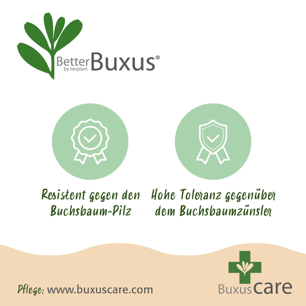 Schimmelresistente buxus bol 30 cm, pot ø26 cm, set van 2