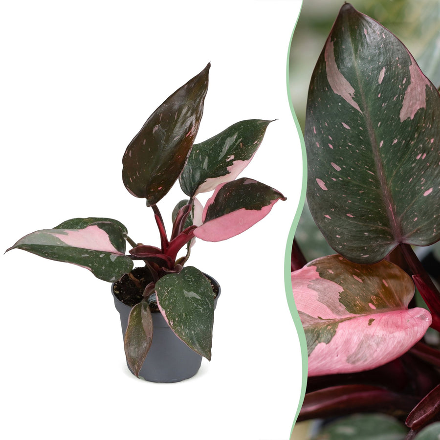 Philodendron erubescens 'Pink Princess Marble' 12 cm hoog, pot ø6 cm